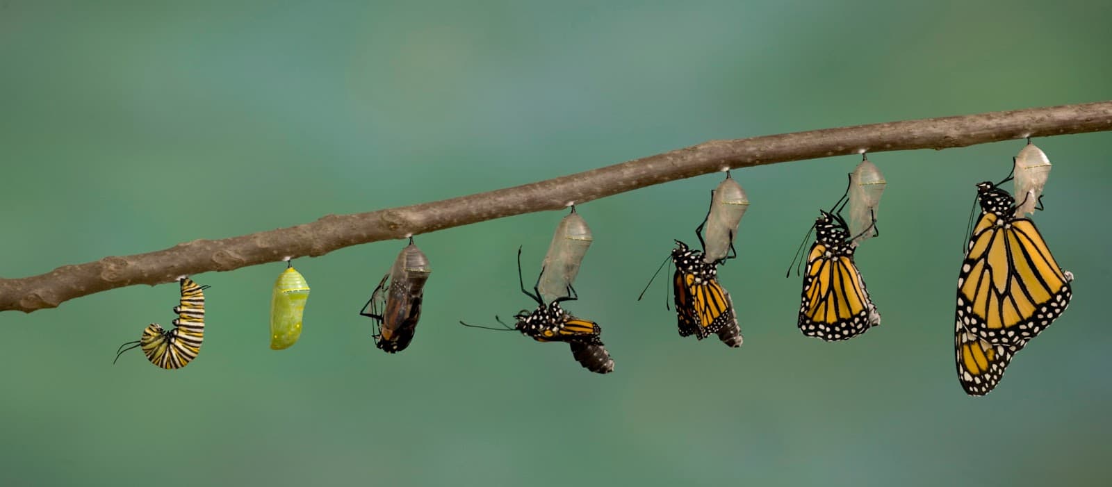 Evolutionary Boot Camps