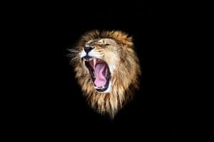Lion qui rugit