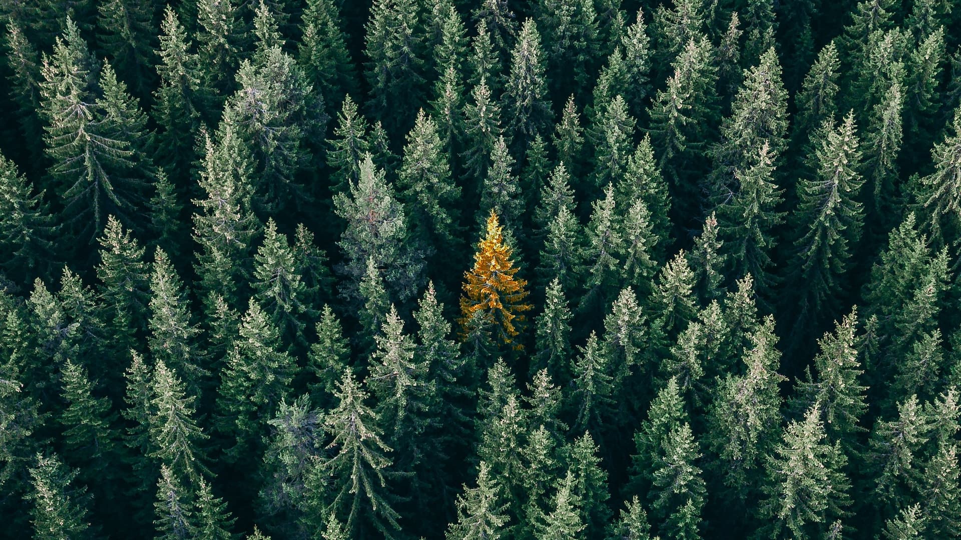 Forêt de sapins vue d'en haut