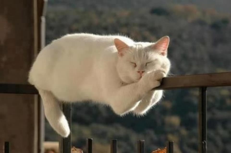Chat blanc en train de domir