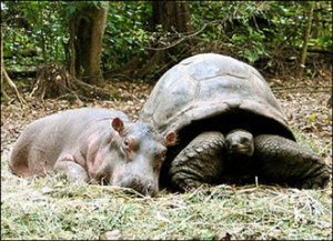 Hippo and turtle - Hippopotame et tortue