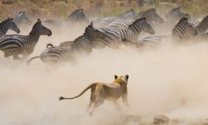 Lionne attaquant des zèbres