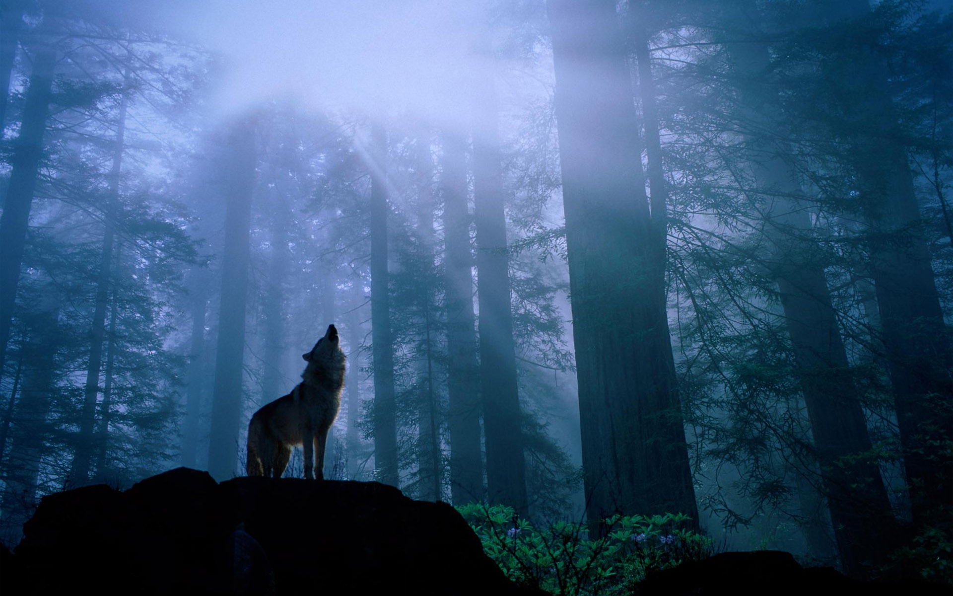 Loup hurlant la nuit