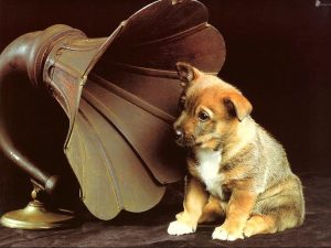 Dog listening