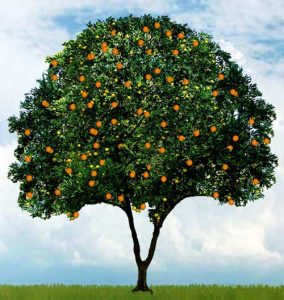 Orange tree